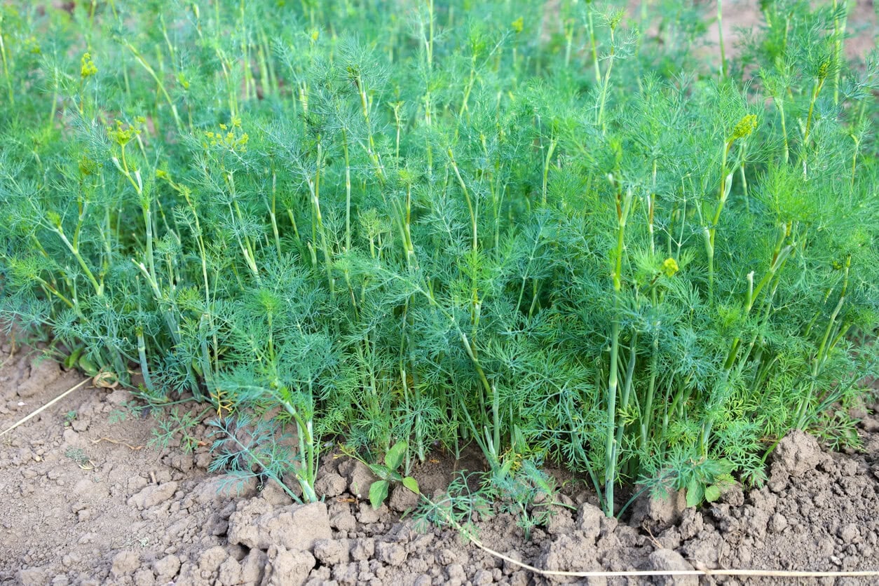 Dill Herb