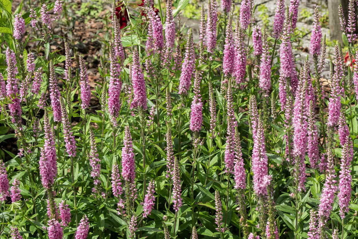 Spike Speedwell Veronica 'Pink Damask'