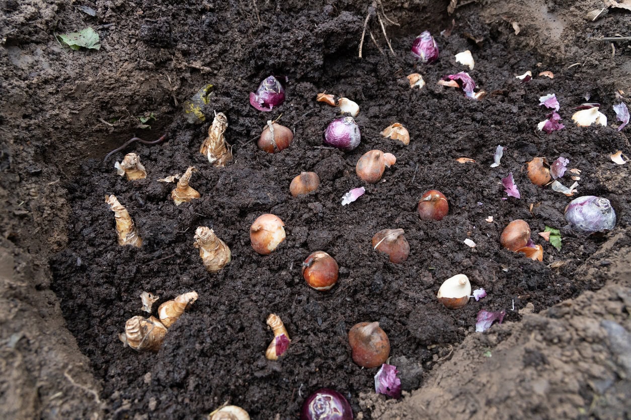 Planting tulip bulbs