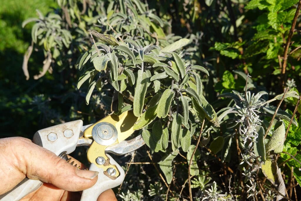 August Pruning Guide - What To Cut Back & What To Leave Alone
