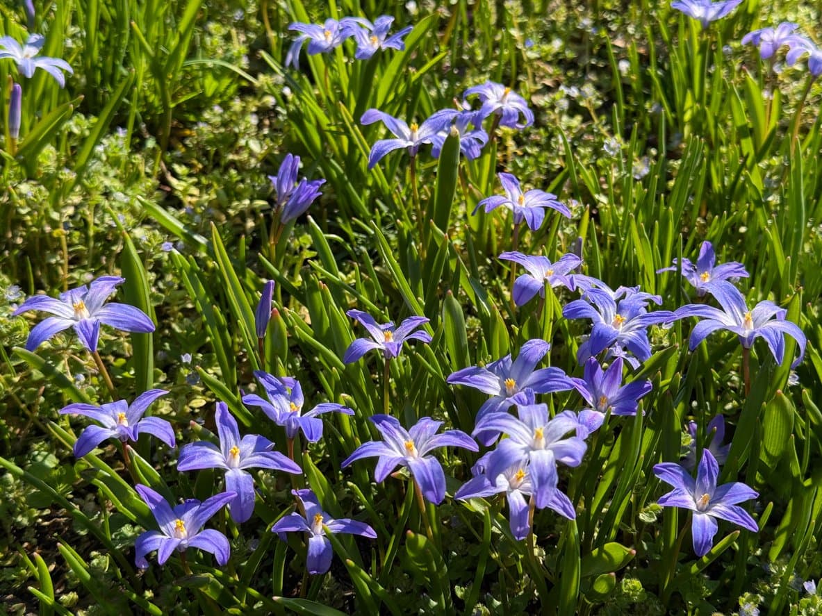 Glory-Of-The-Snow (Chionodoxa)