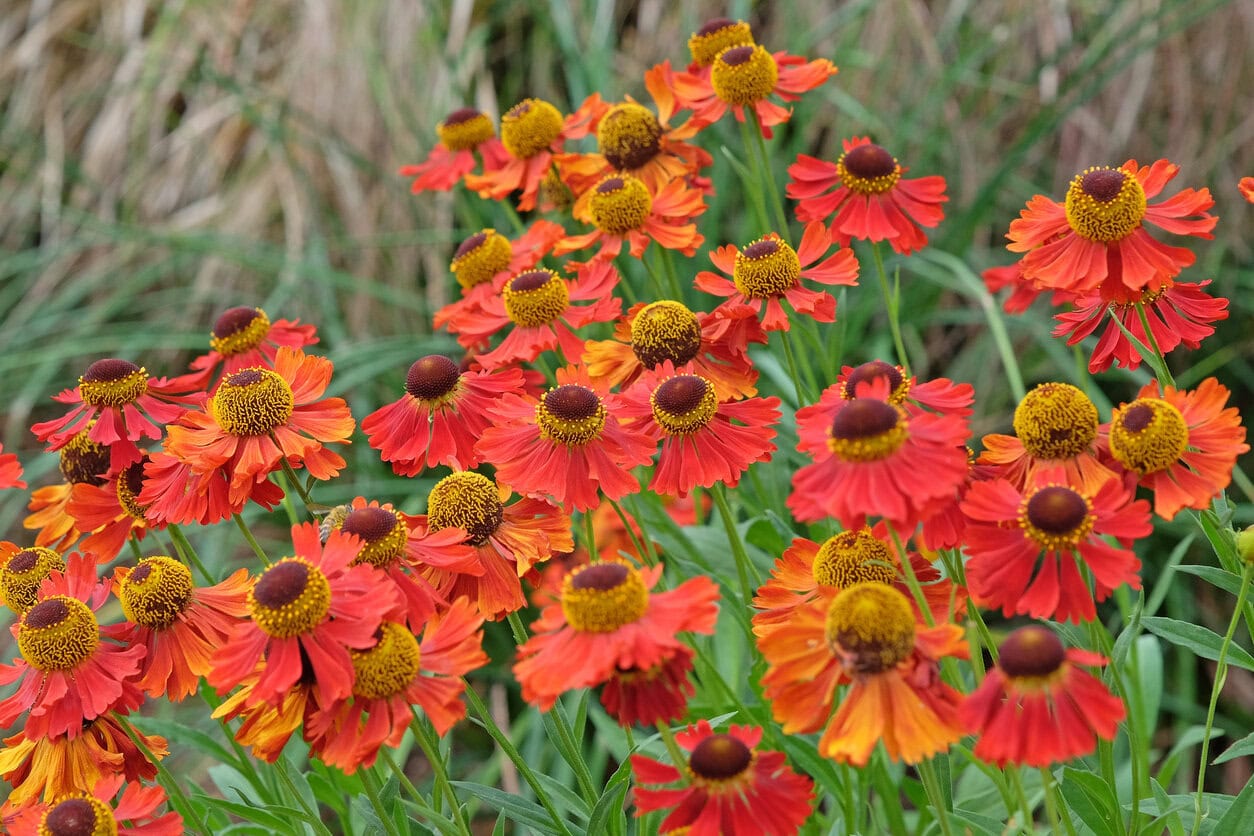 Helenium (Sneezeweed)