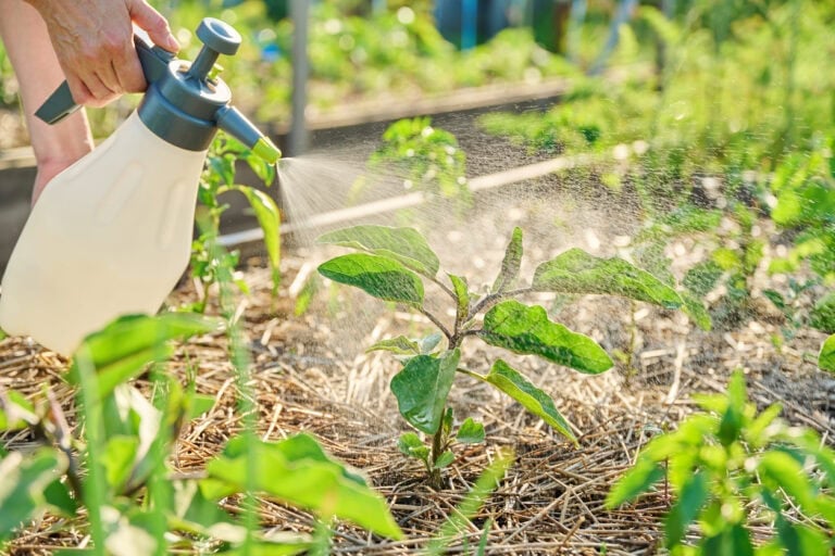 9 Plants That Benefit from Epsom Salt and How to Use It