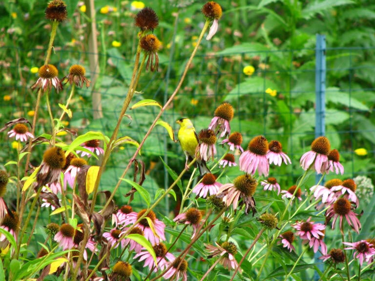 9 Plants Not To Cut In Fall: Birds Need Them For Winter