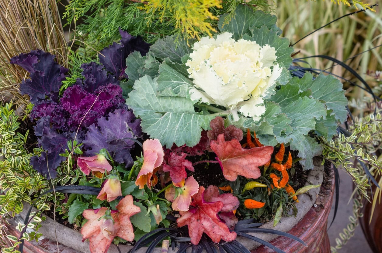 Ornamental planter with fall colors