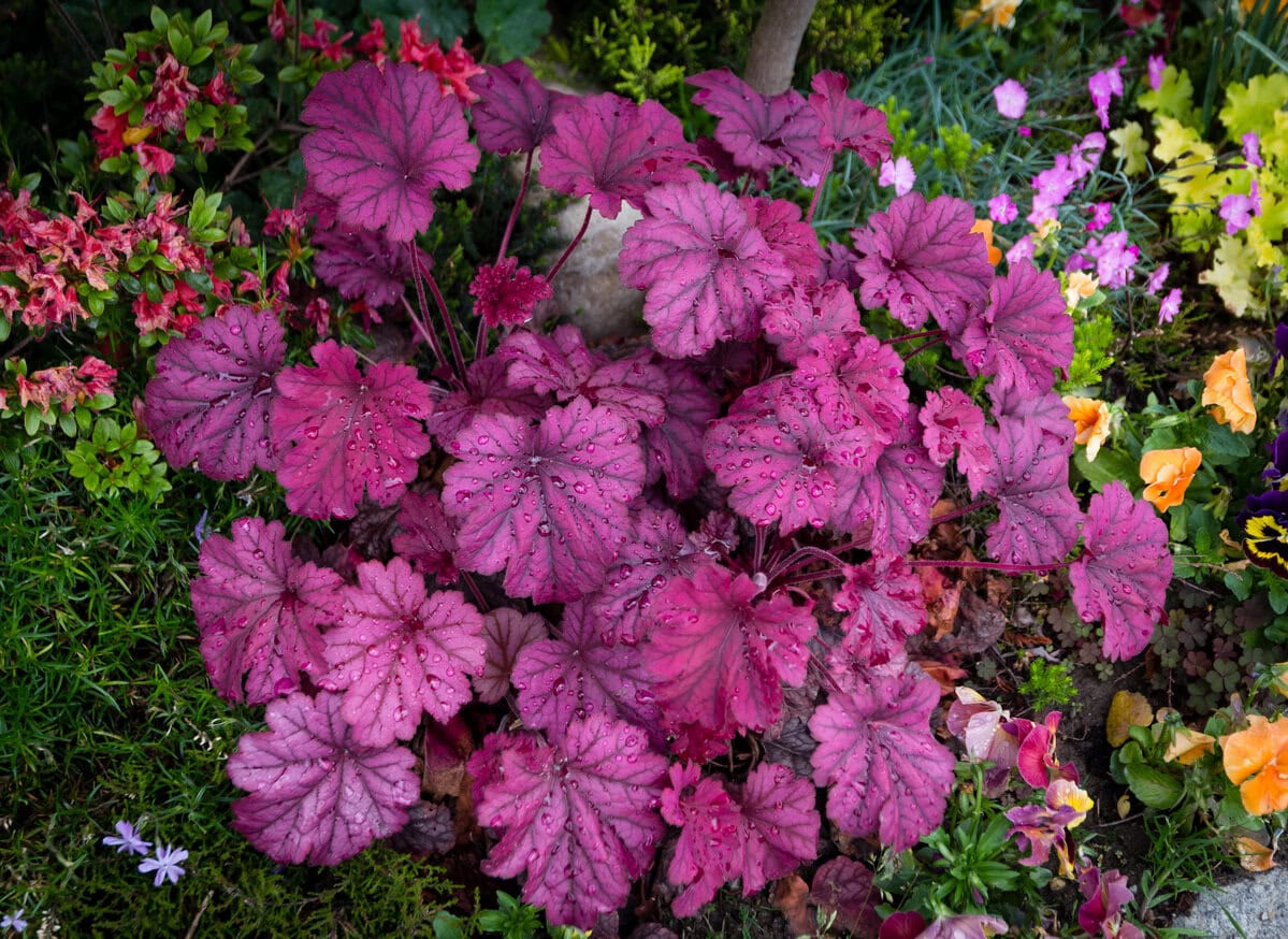 Coral Bells (Heuchera)