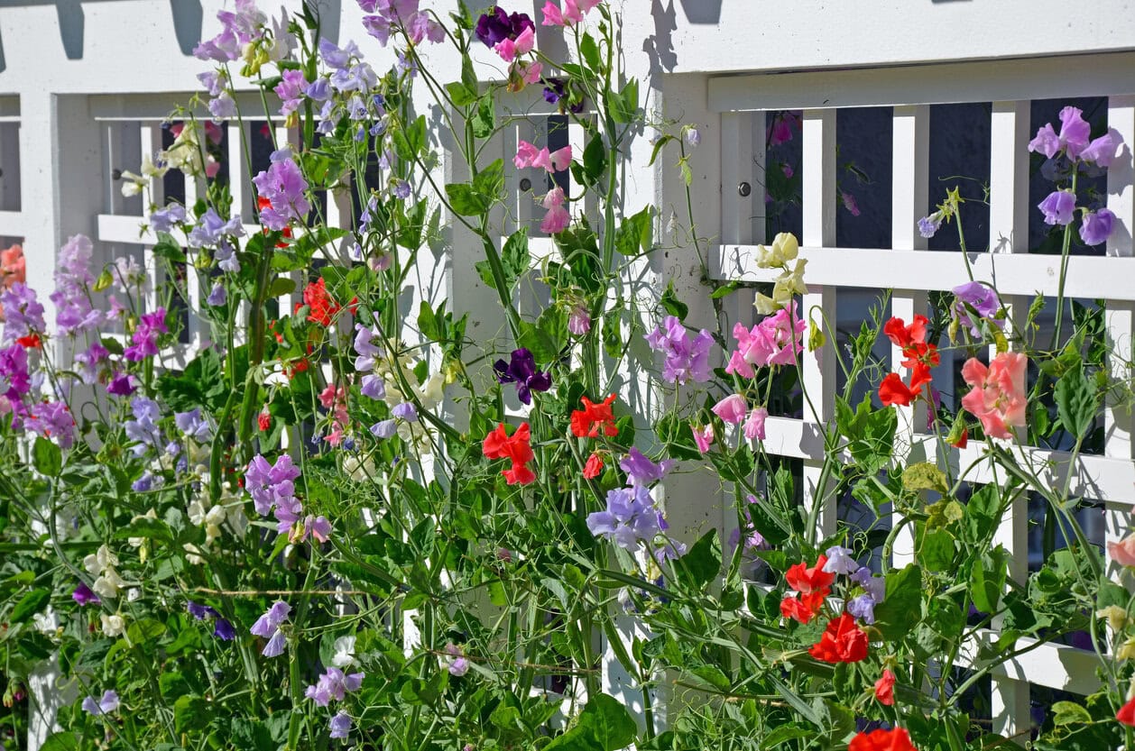 Sweet Peas