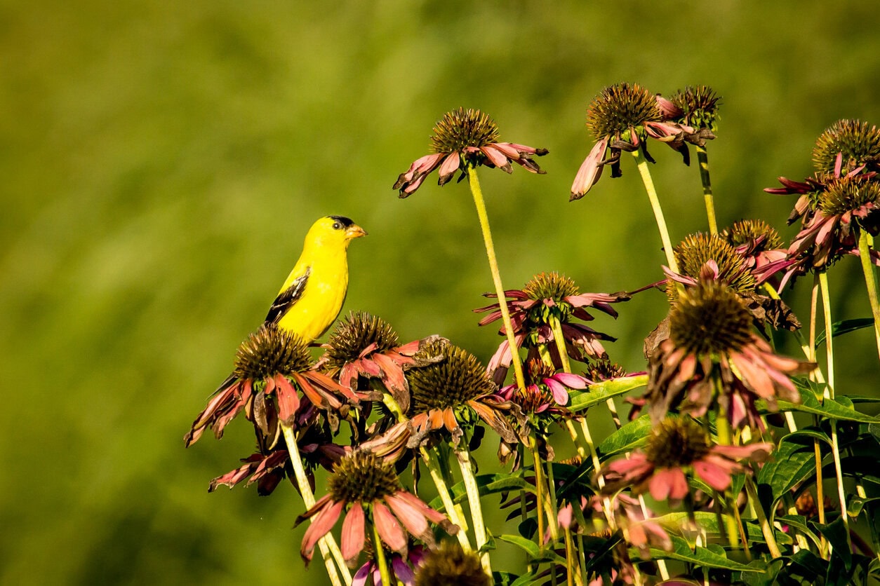 Male Goldfinch feeds on echinacea