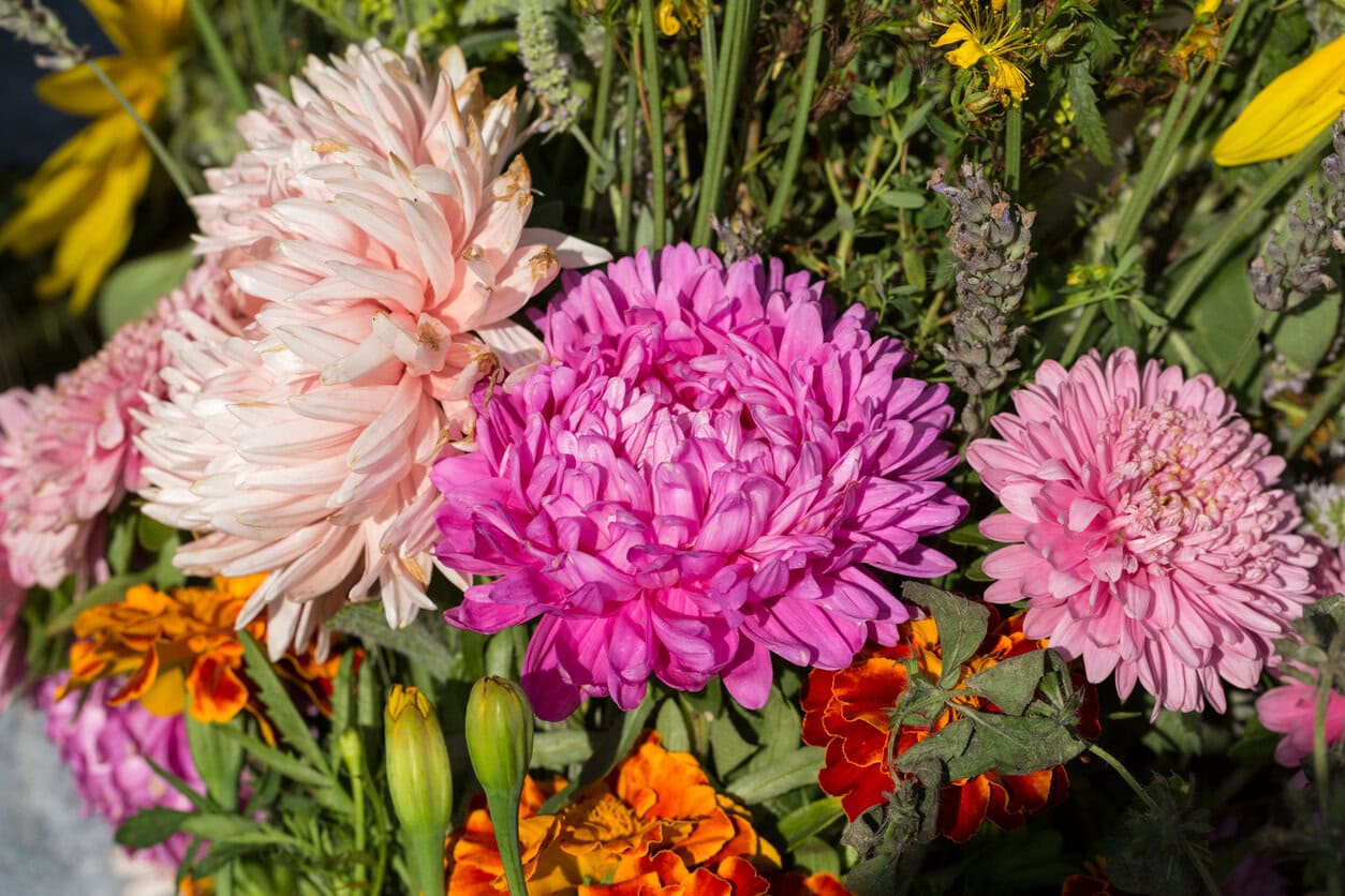 Chrysanthemums and marigolds