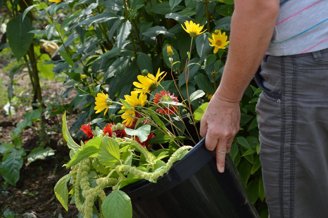 Cutting flowers