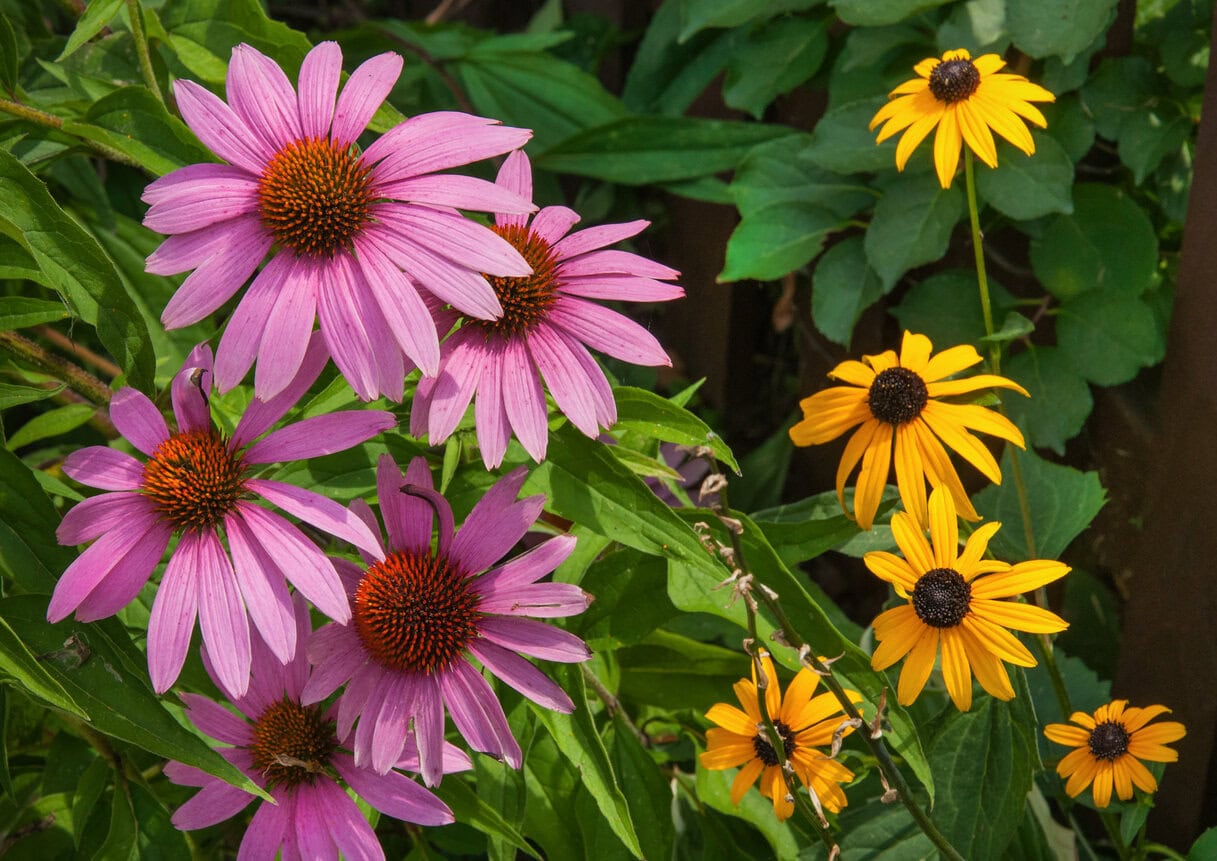 Rudbeckia and Coneflowers