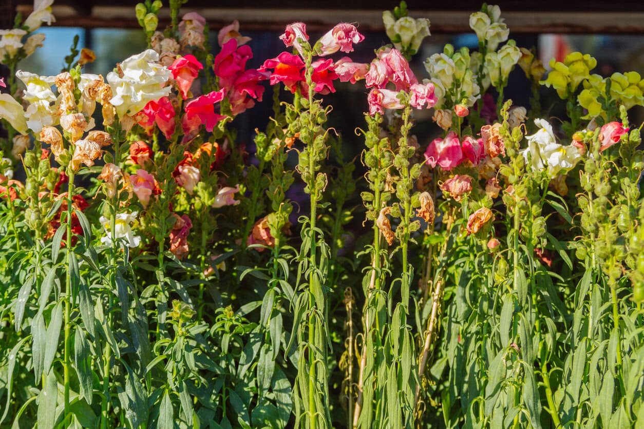 Snapdragon plants withering