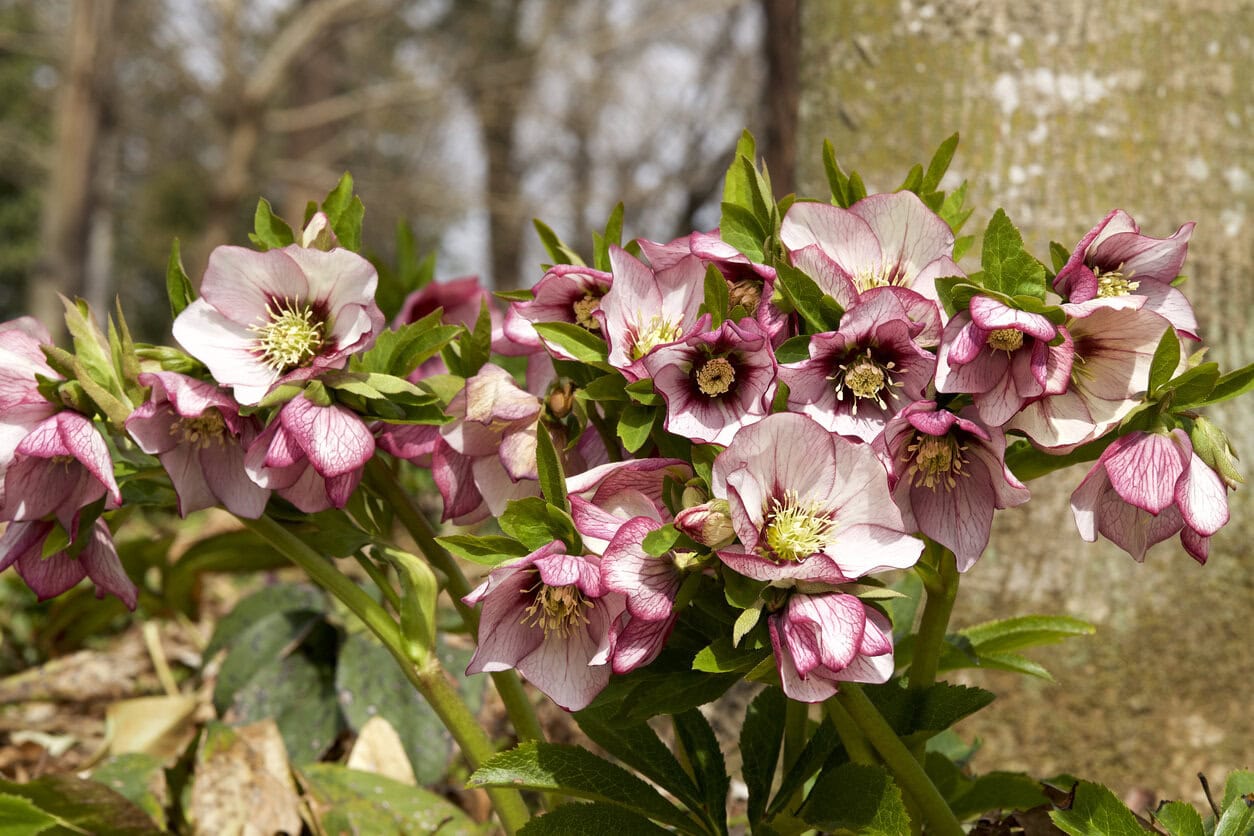 Hellebore (Helleborus Orientalis)
