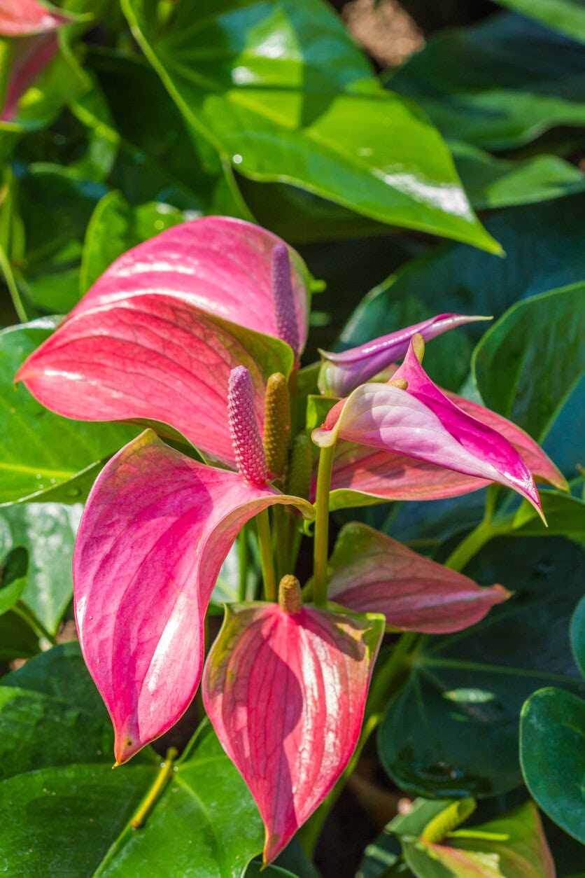 Anthurium andraeanum