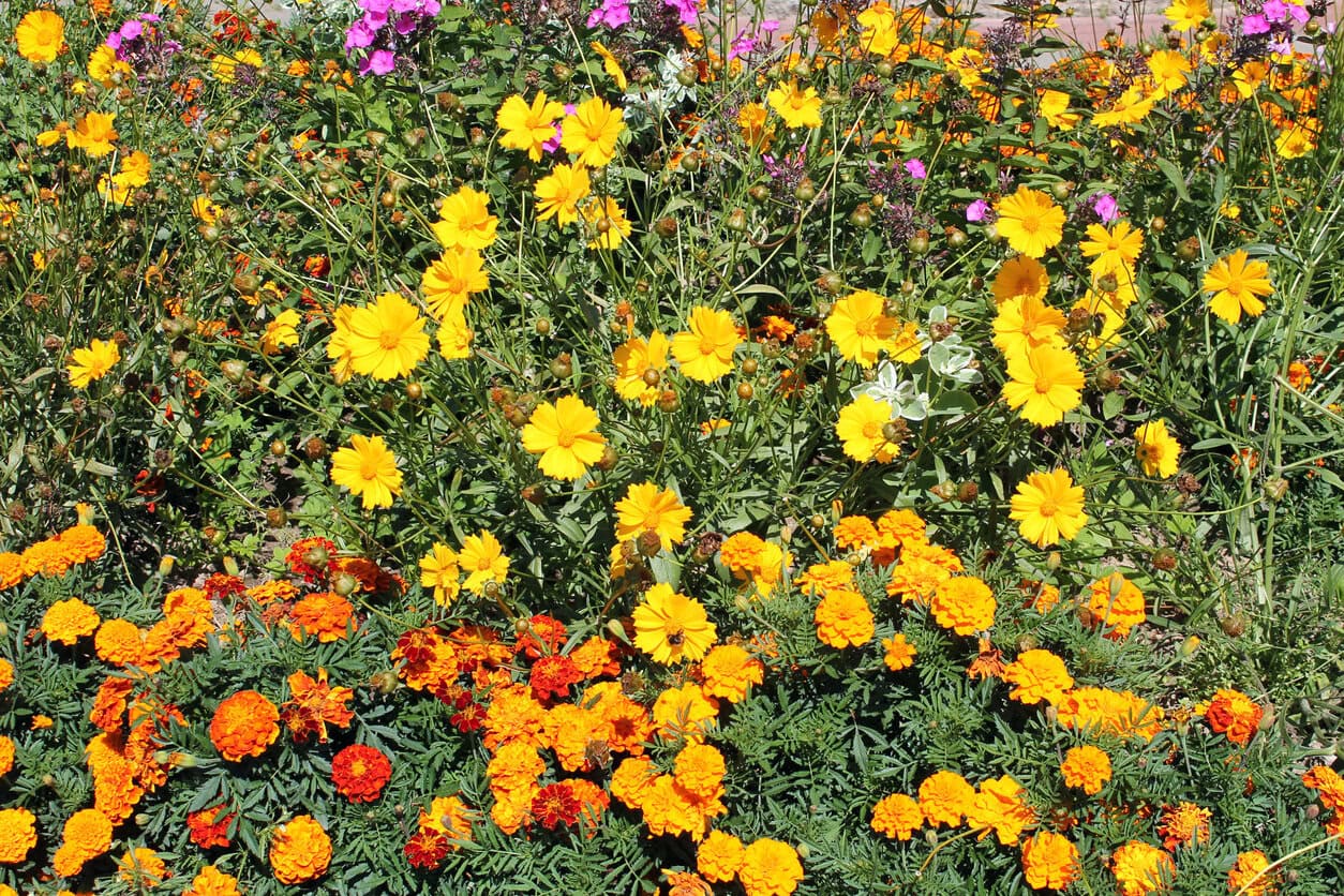 Marigolds and Coreopsis