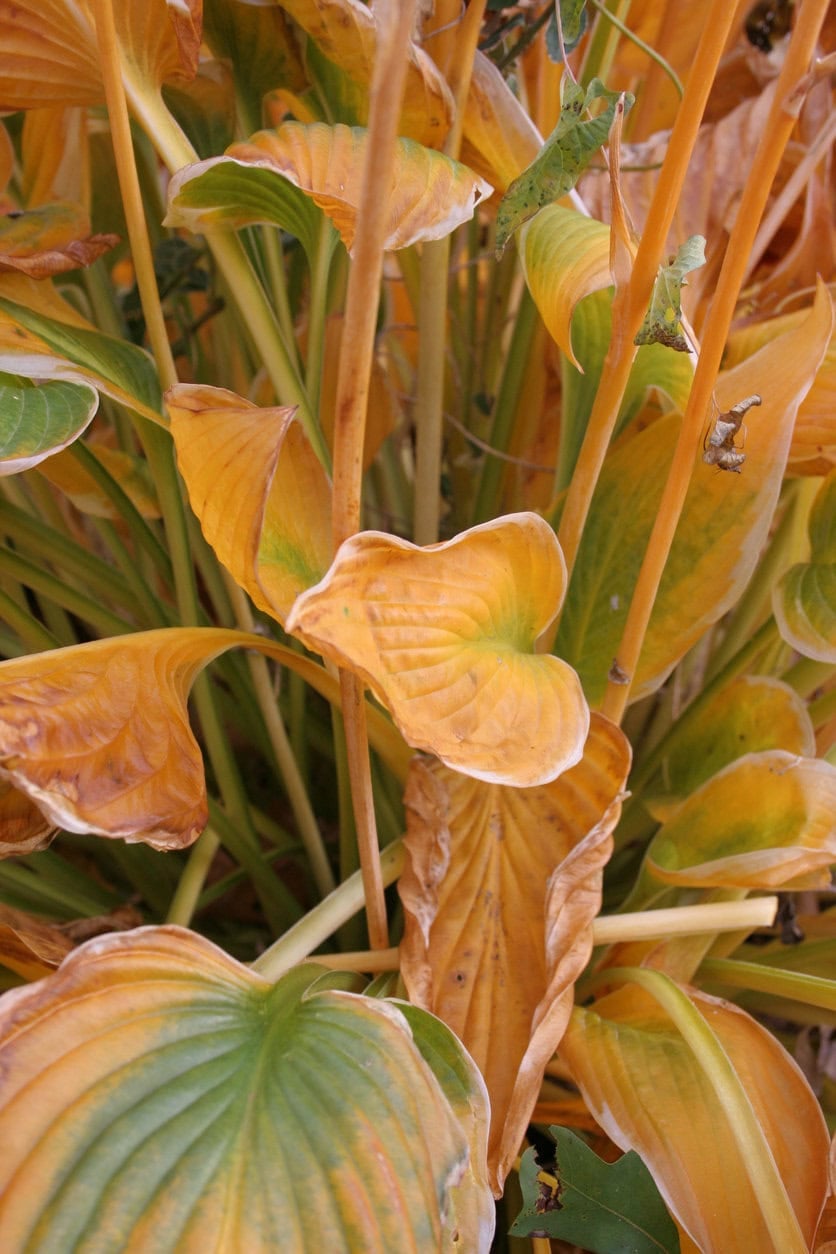 Gelbe Blätter Hosta