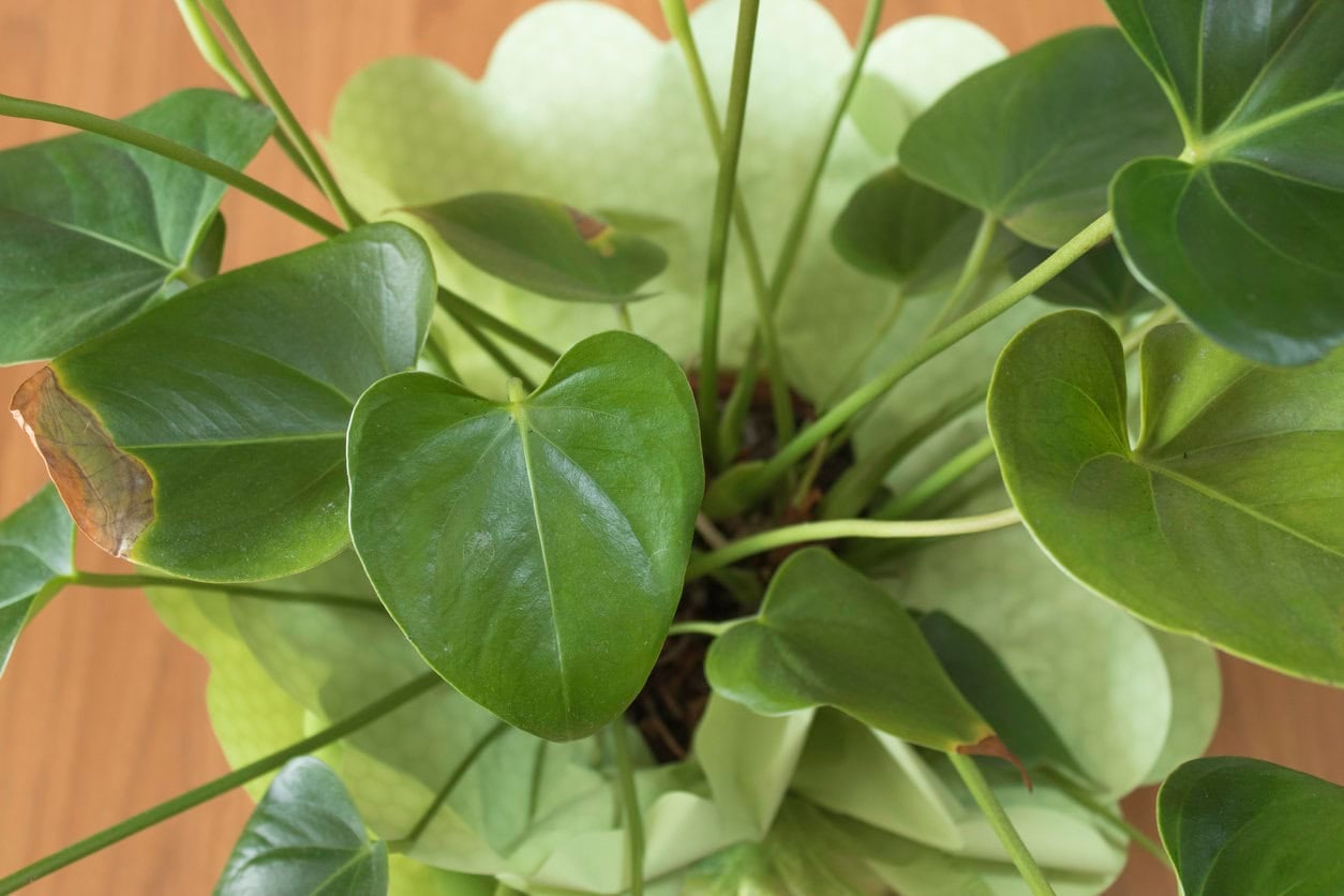 Anthurium plant green leaves