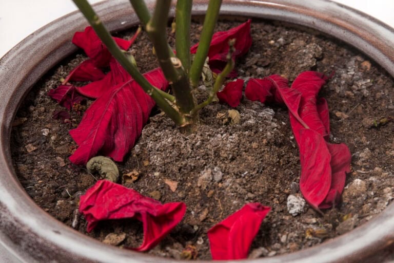 Why Your Poinsettia Leaves Are Falling Off (And How to Save It)