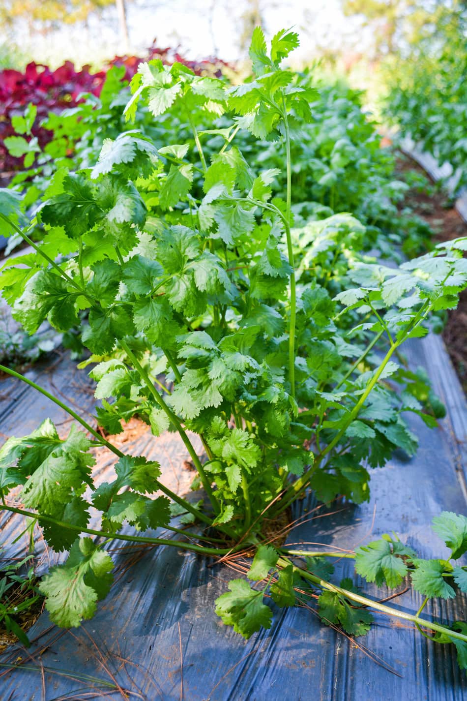 Koriander (Cilantro) wächst im Garten