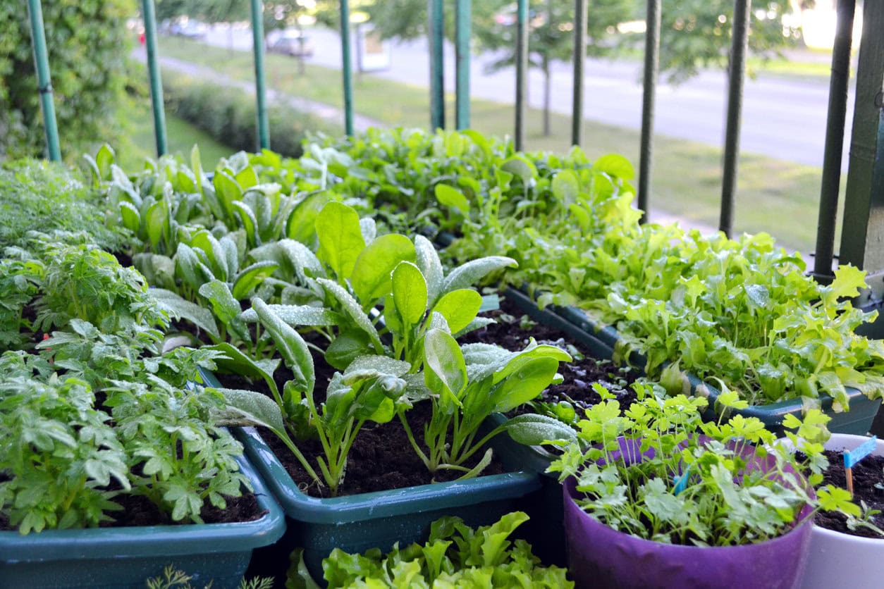 Kräutergarten Anbau Balkon