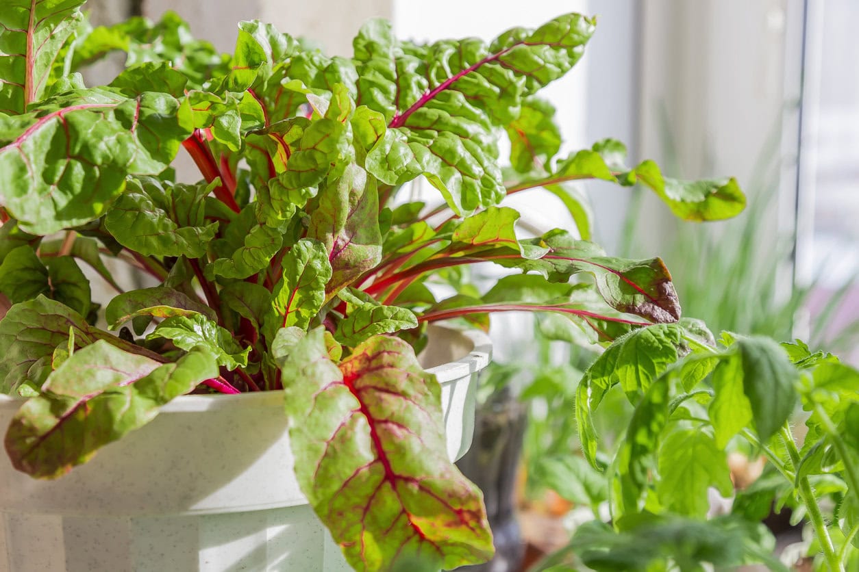 Swiss Chard in pot