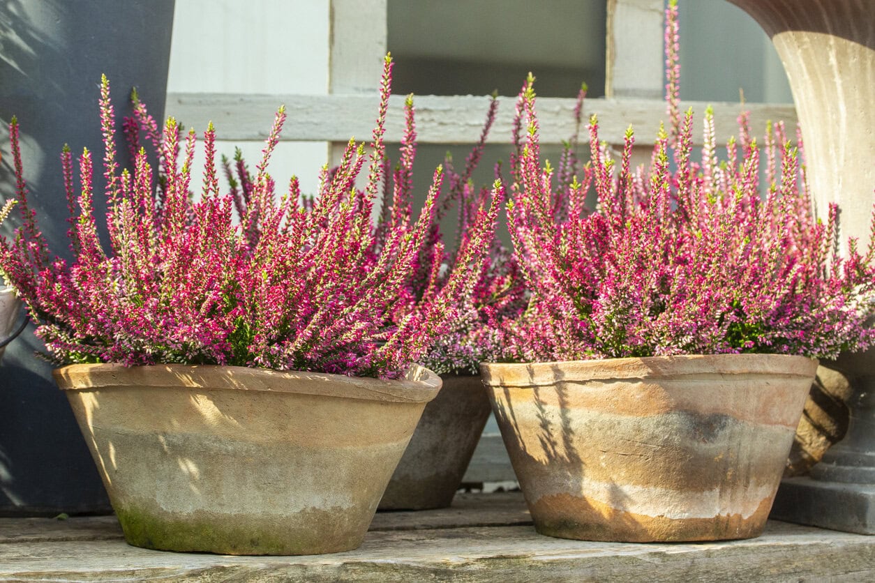 Heather (Calluna Vulgaris ‘Spring Torch’)