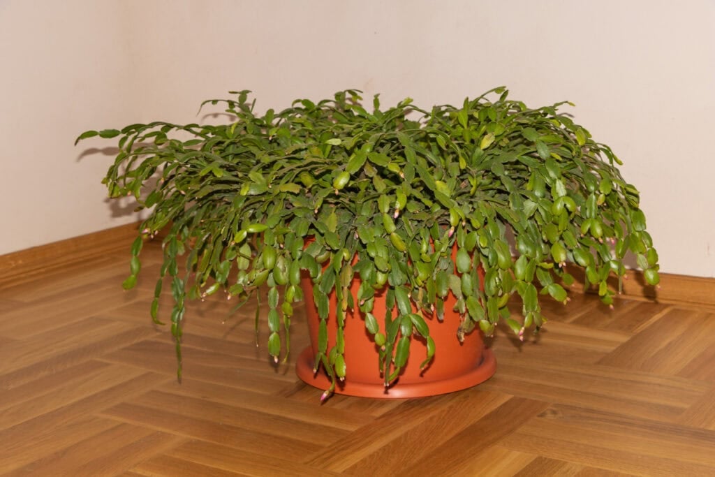 The Best Fertilizer Routine for Christmas Cactus (Month-by-Month Guide)