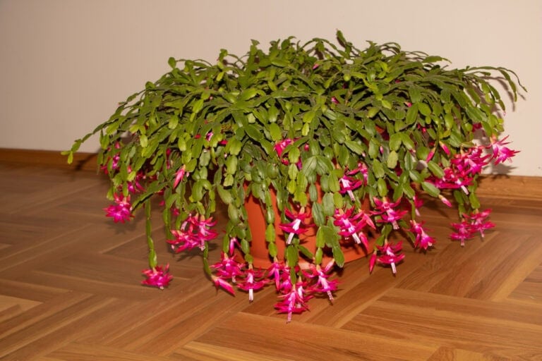 Christmas Cactus Care Calendar: The Routine for On-Time Blooms