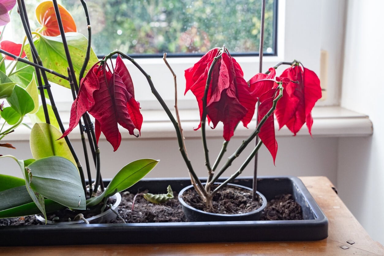 poinsettia with falling leaves
