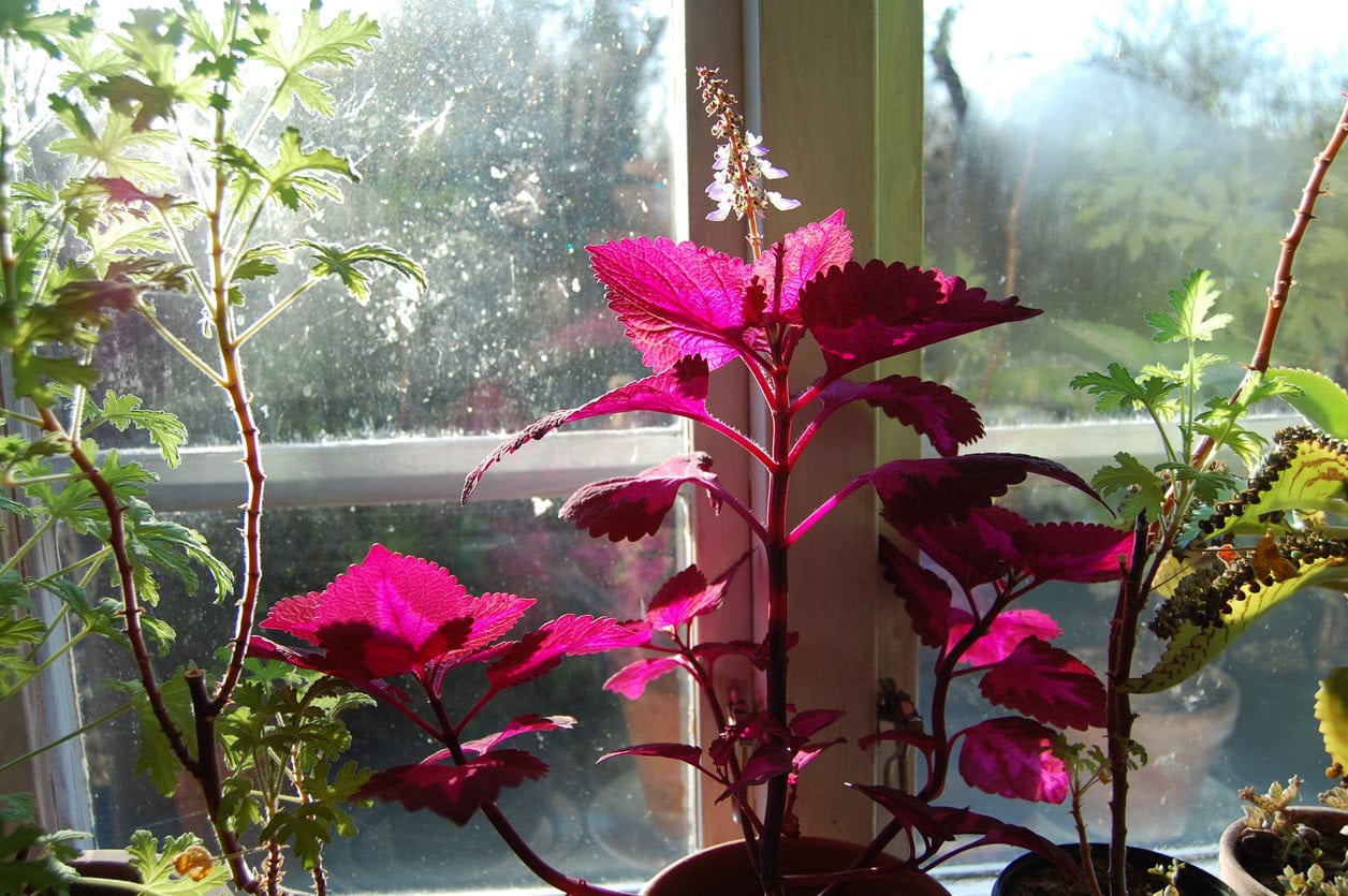 Coleus