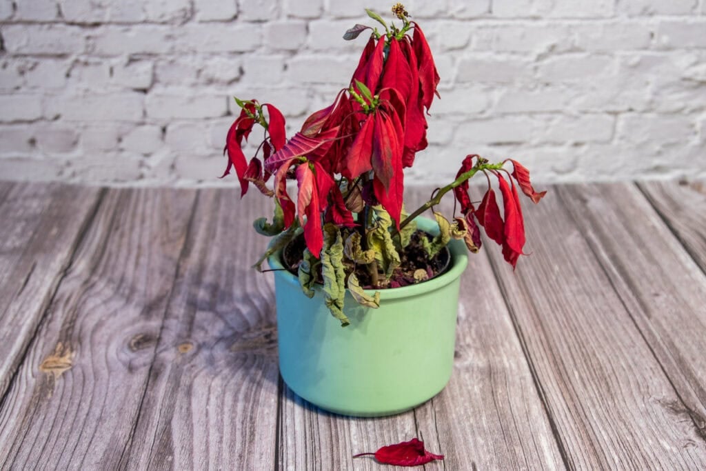 poinsettia with falling leaves