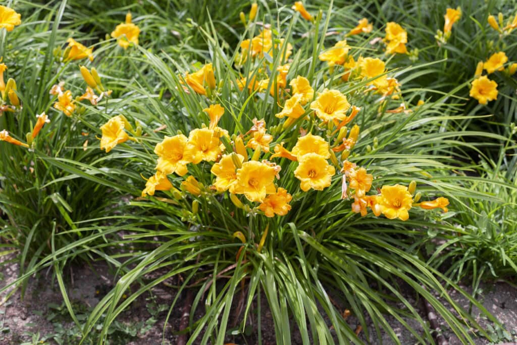 12 Low-Mess Flowers That Keep Borders Looking Neat
