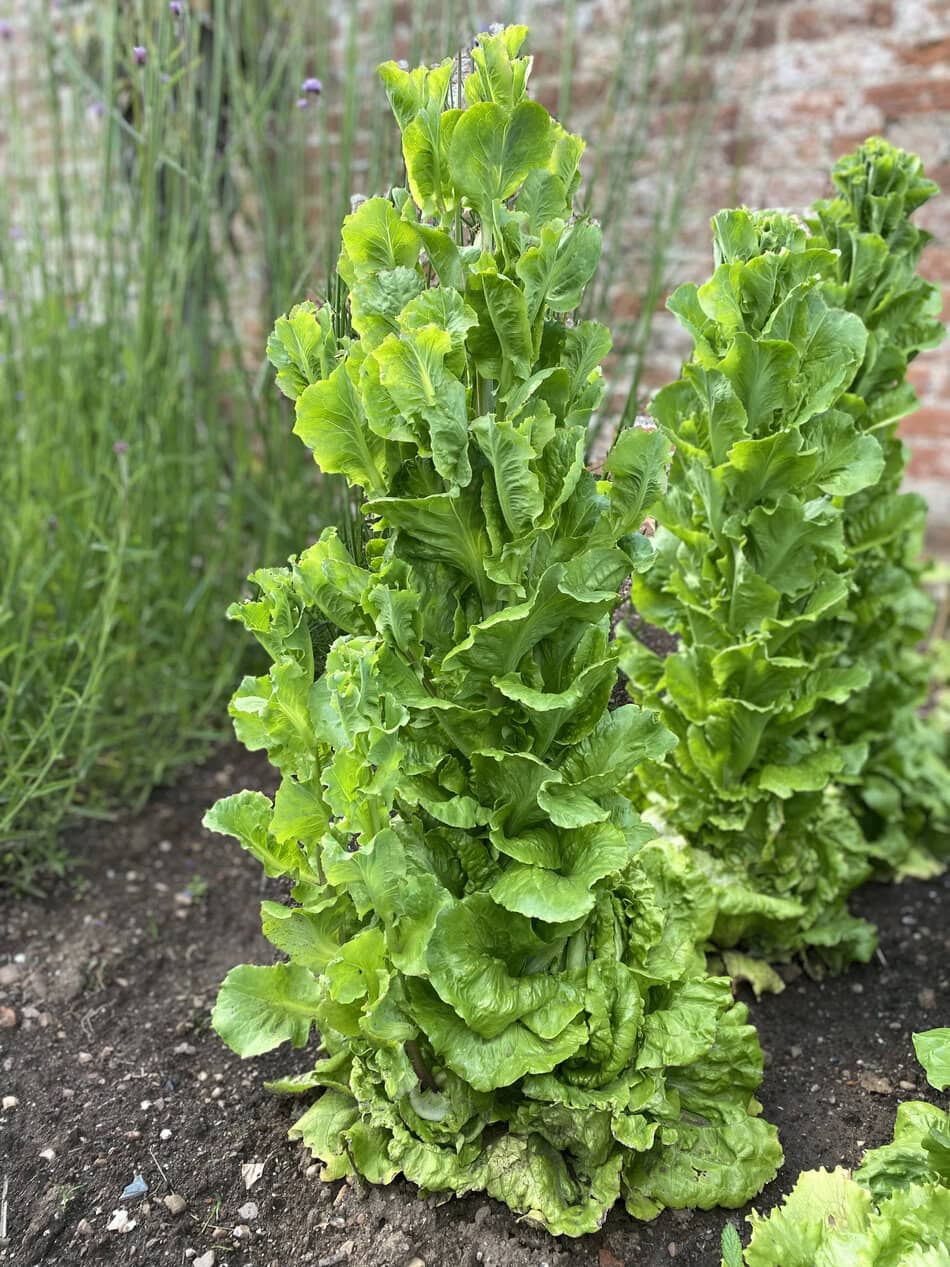 Geschossener hoher Salat