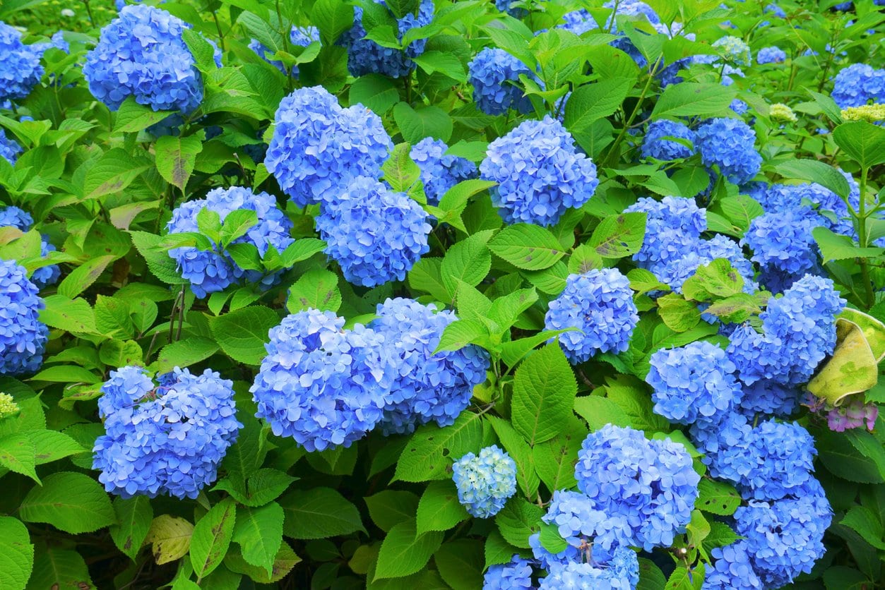 Blue Hydrangea