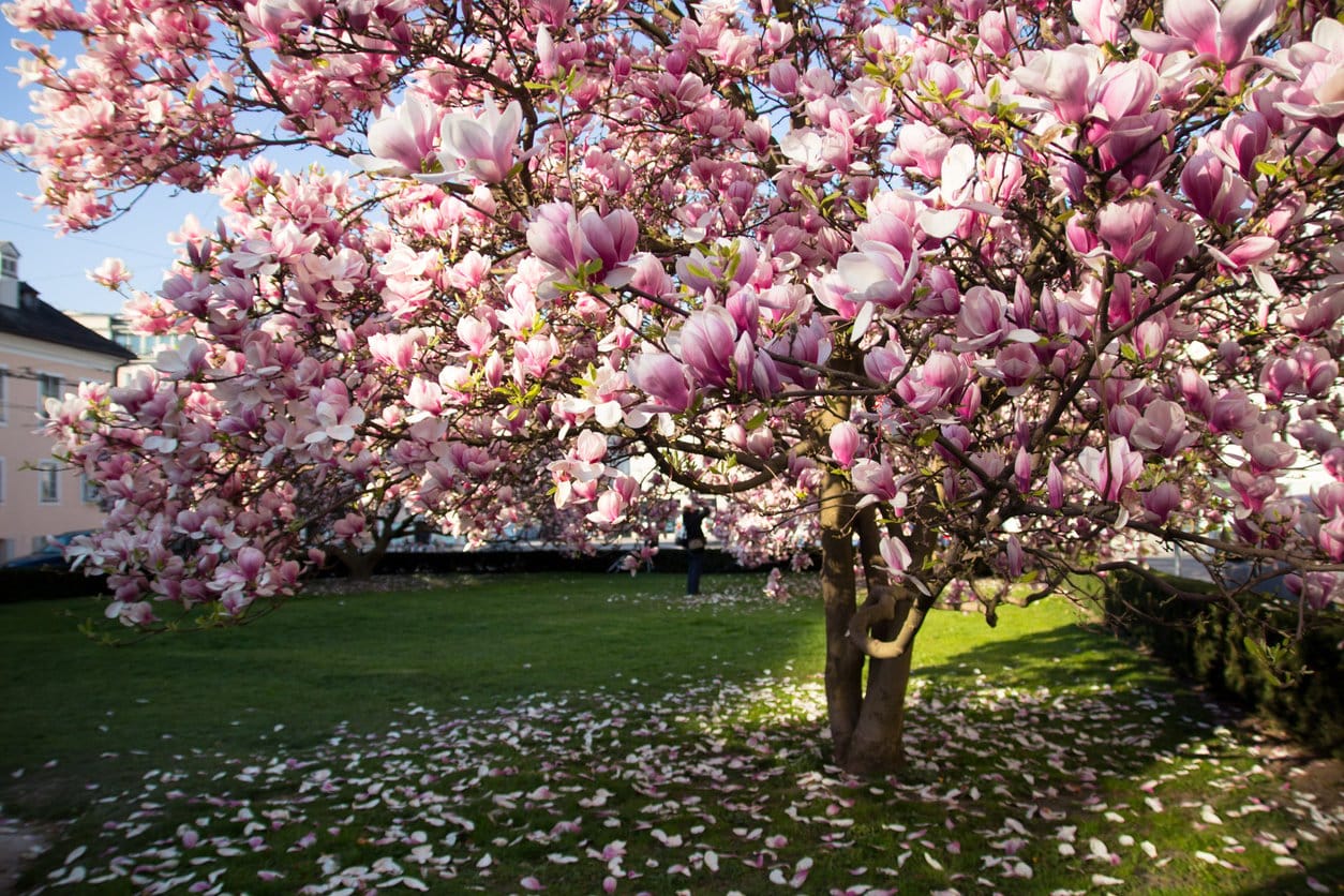 Magnolia Tree