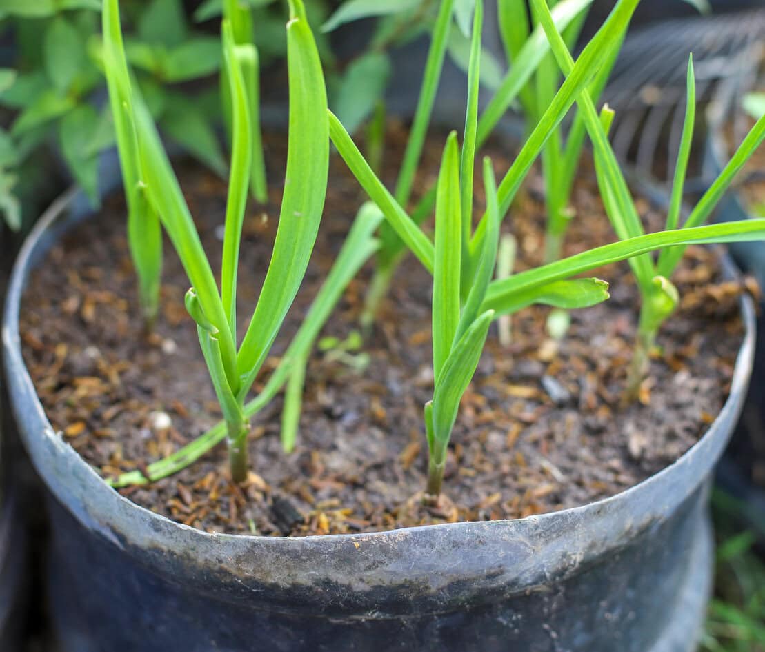 Garlic