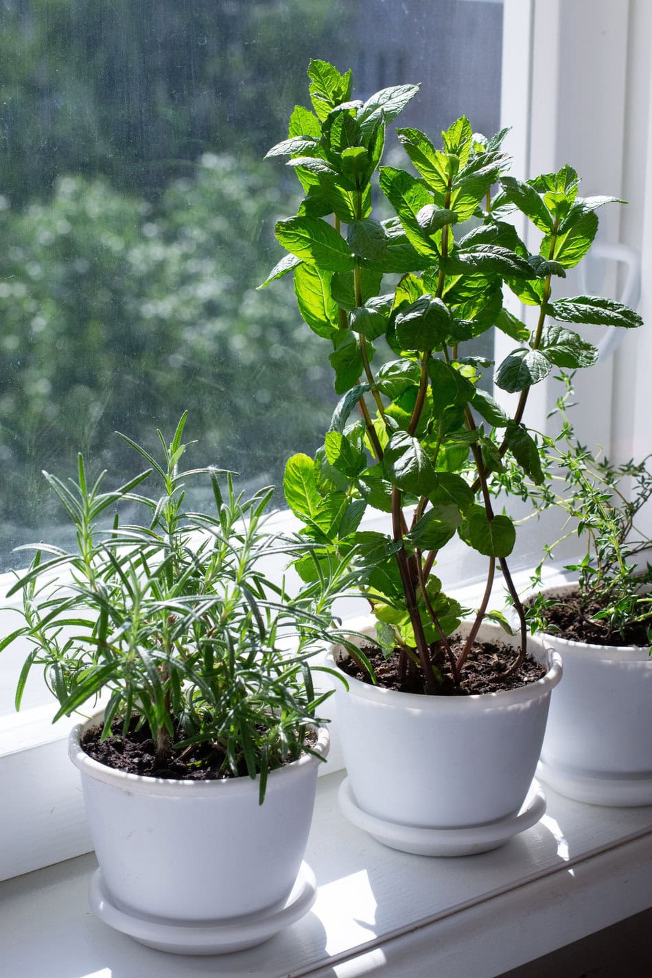 Rosmarin, Minze, Thymian in Töpfen auf der Fensterbank