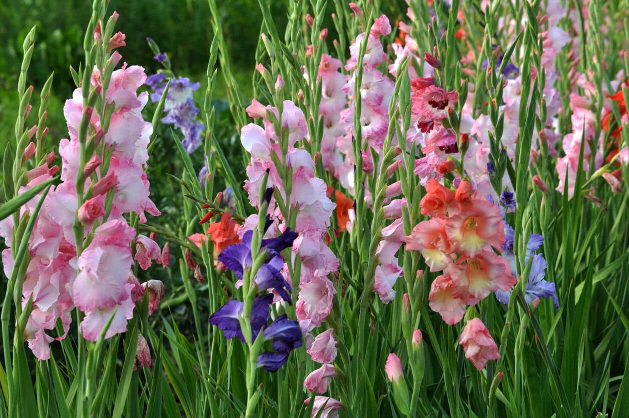 Gladiolus