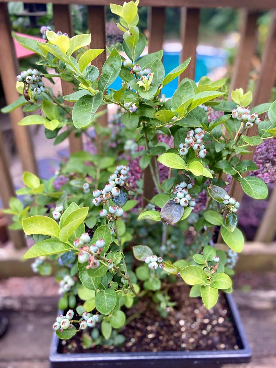 A potted blueberry plant with ripening blueberries in a container