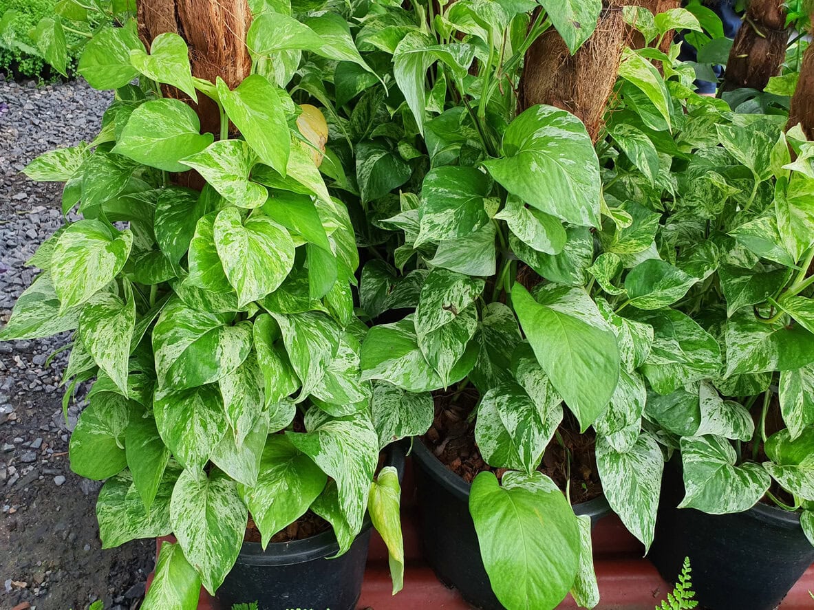 Pothos potted with moss pole