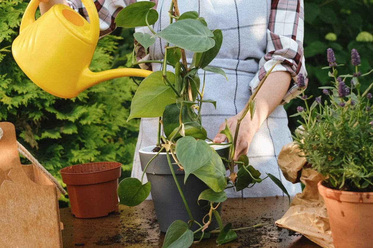 watering potted epipremnum plant