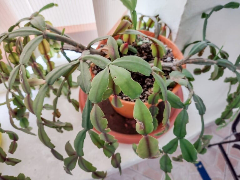 The Christmas Cactus Pest Watchlist: What Attacks Your Plant and How to Treat It