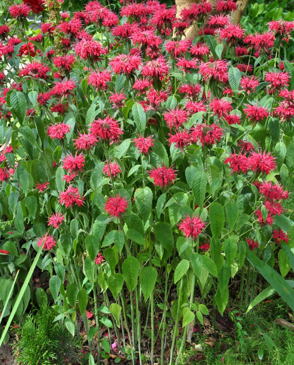 Bee balm Monarda