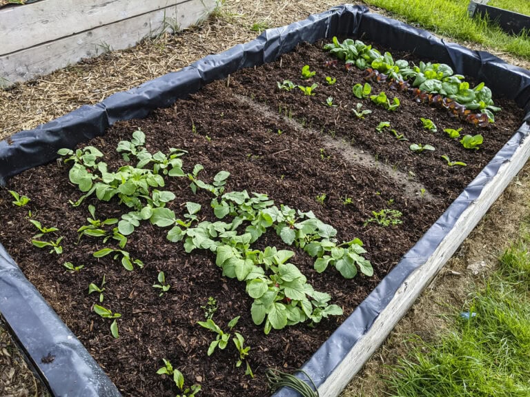 7 Vegetables You Can Still Plant in December (By USDA Zone)