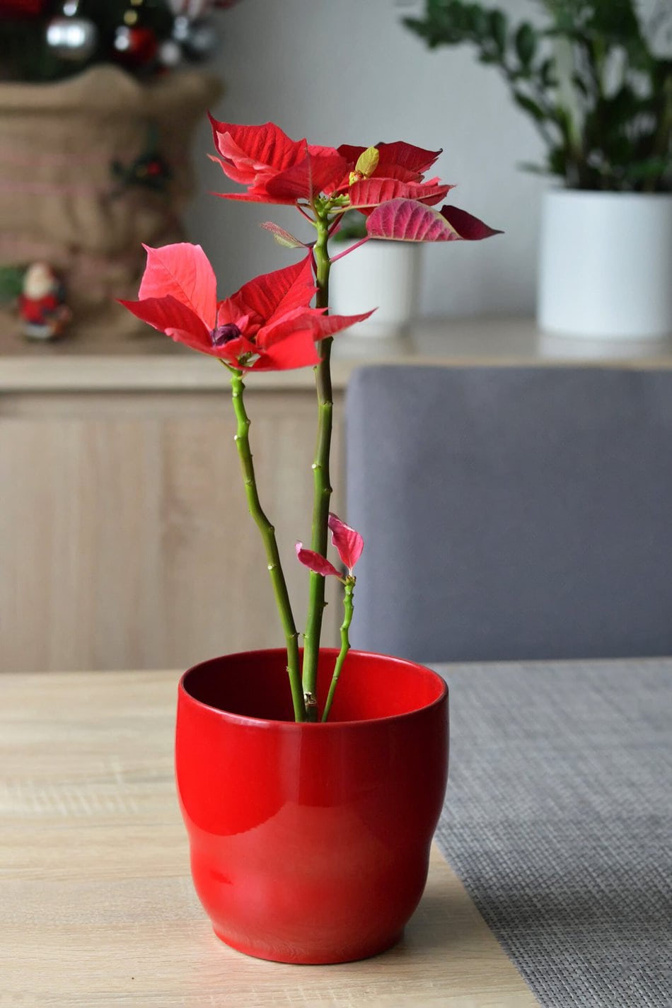 poinsettia with falling leaves