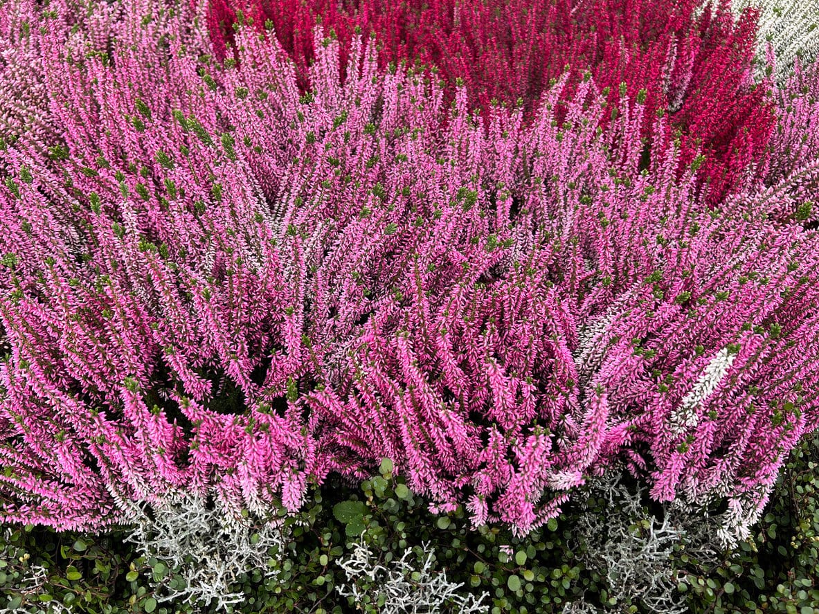 Calluna vulgaris Heather