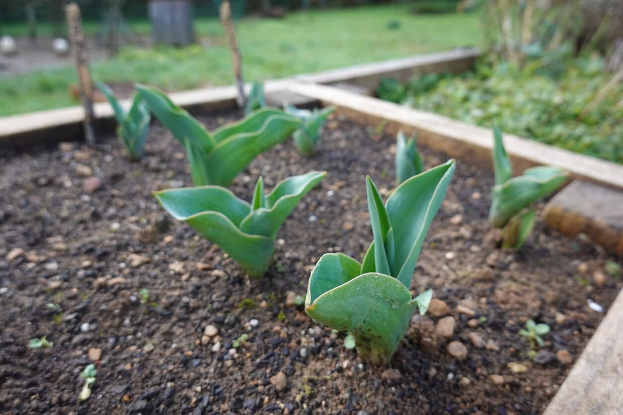 Tulpen wachsen und keimen im Garten