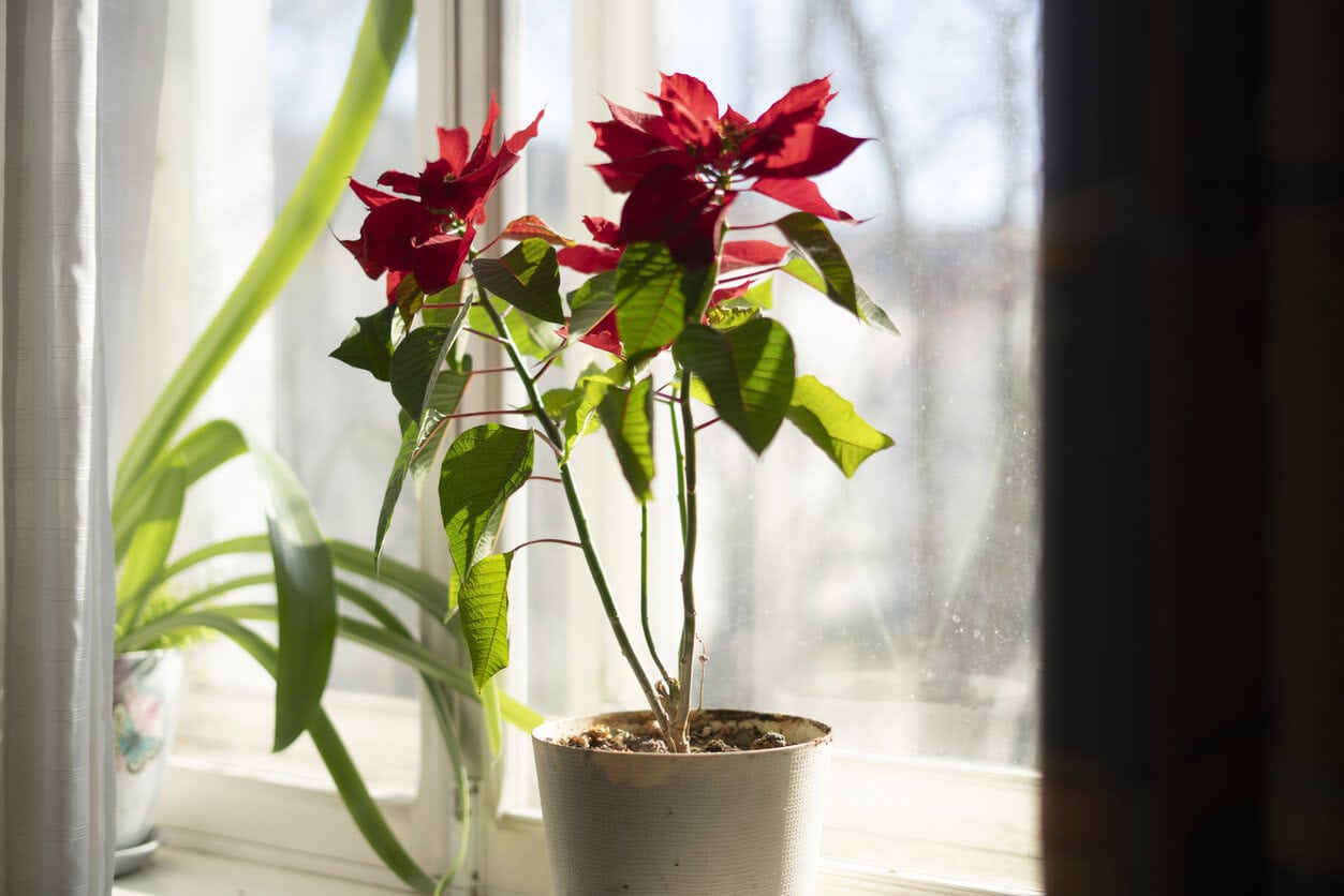 Poinsettia by the window