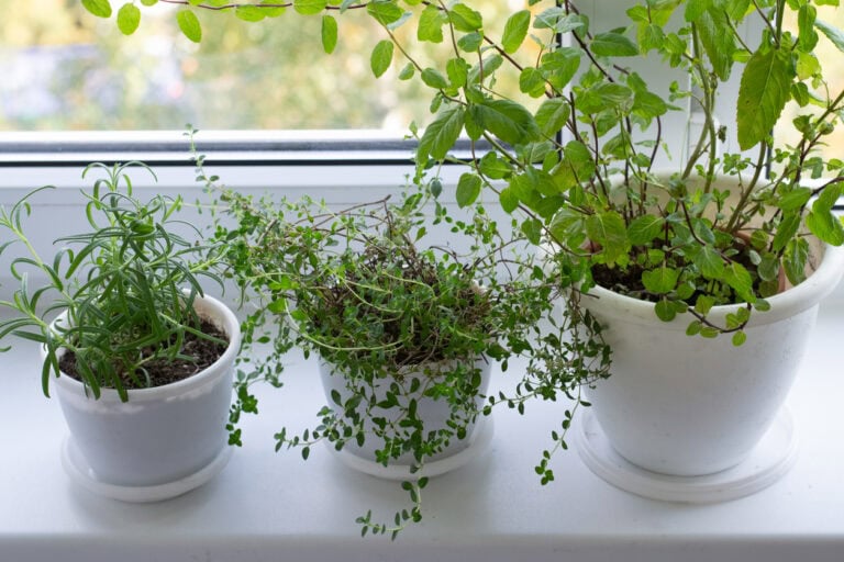 9 Herbs To Grow Indoors All Winter Long (By Zone)
