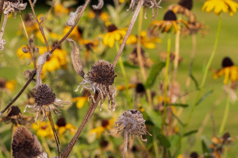 Should You Cut Back Black-Eyed Susans After Bloom?